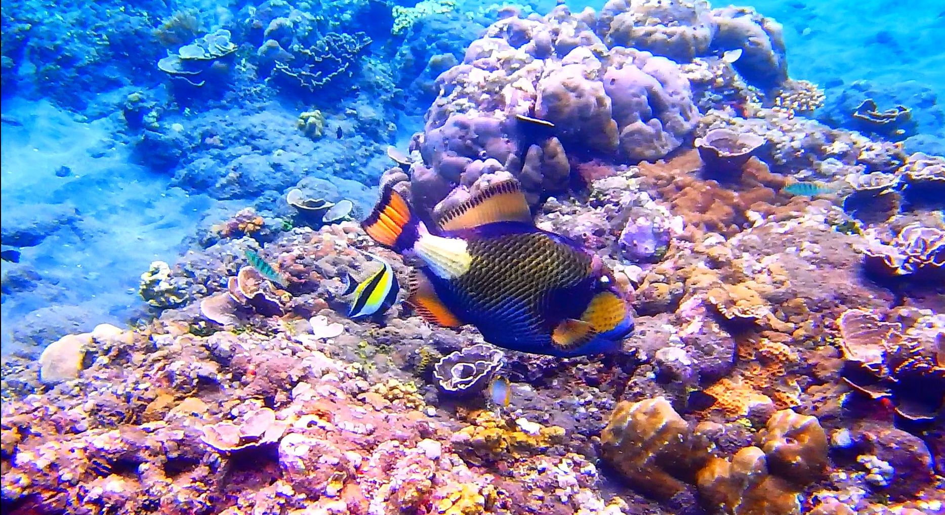 カーシェアからのドル円