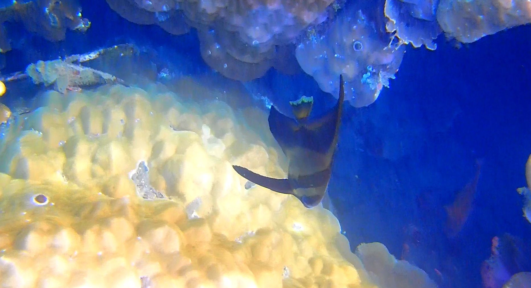 大阪と裏ビデオ