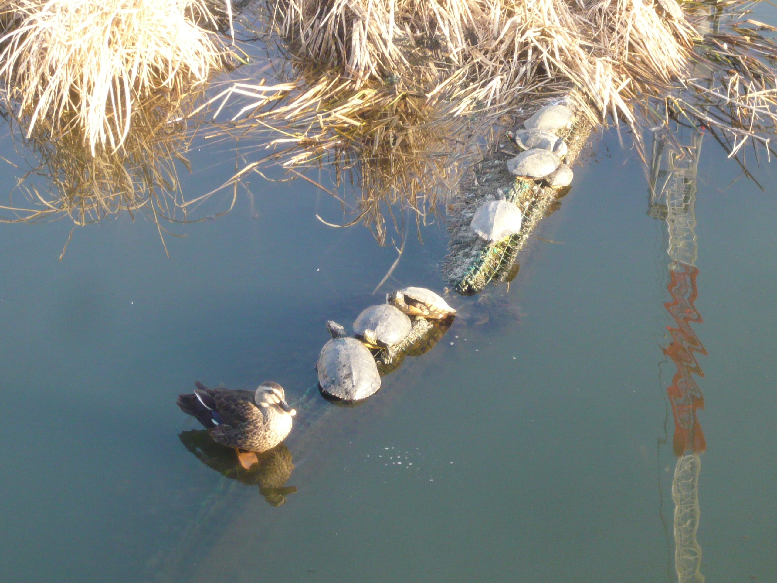 高値更新の街角